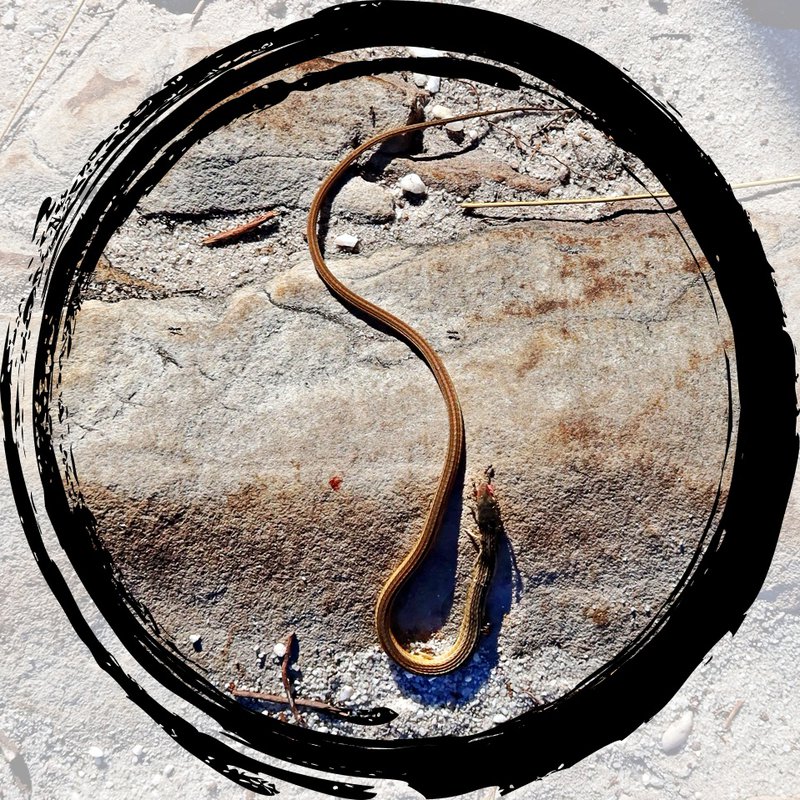 snake with mortal wound on table mountain