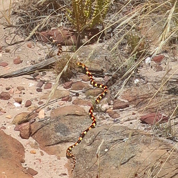 spotted harlequin snake cederberg Jan 2020
