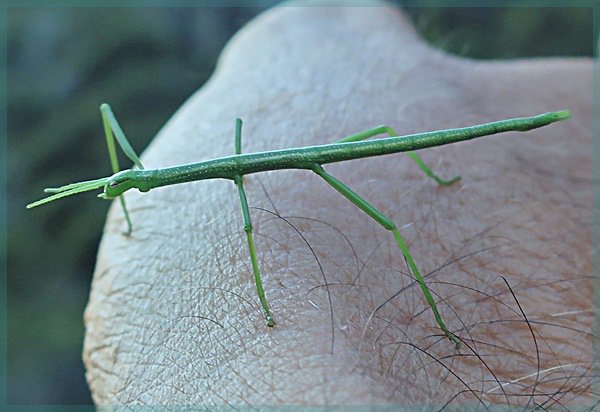 Table Mountain stick insect