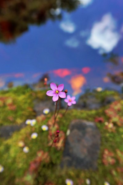 drosera