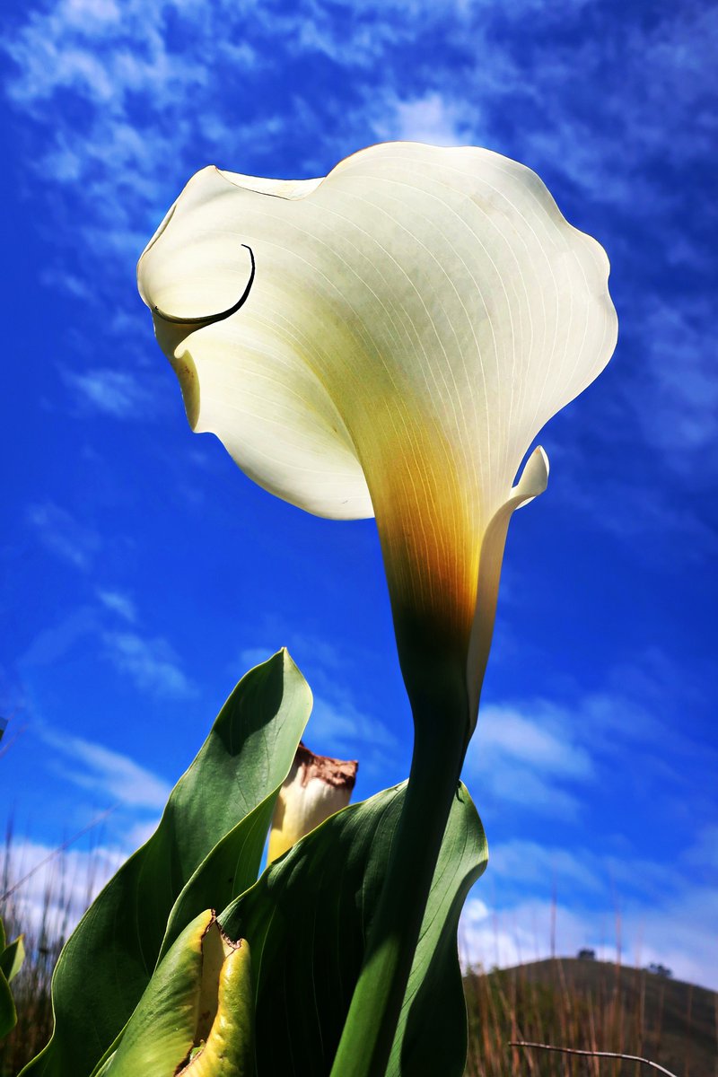 backlit cape arum lilly