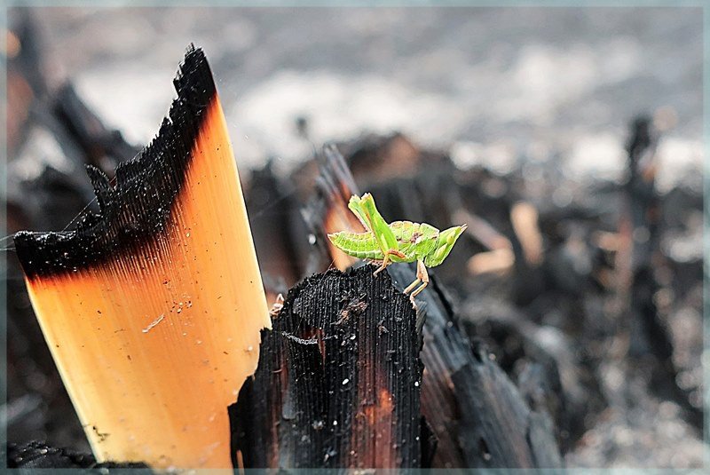 small grasshopper on Table Mountain surrounded by fire damage