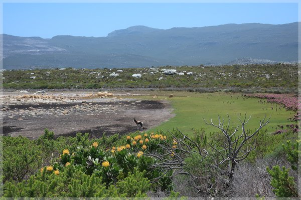 A  lone bontebok at a dry Sirkelsvlei