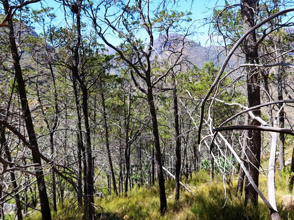 cedar forest cederberg