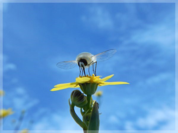 Wooley Bee Fly in Cape Mountains